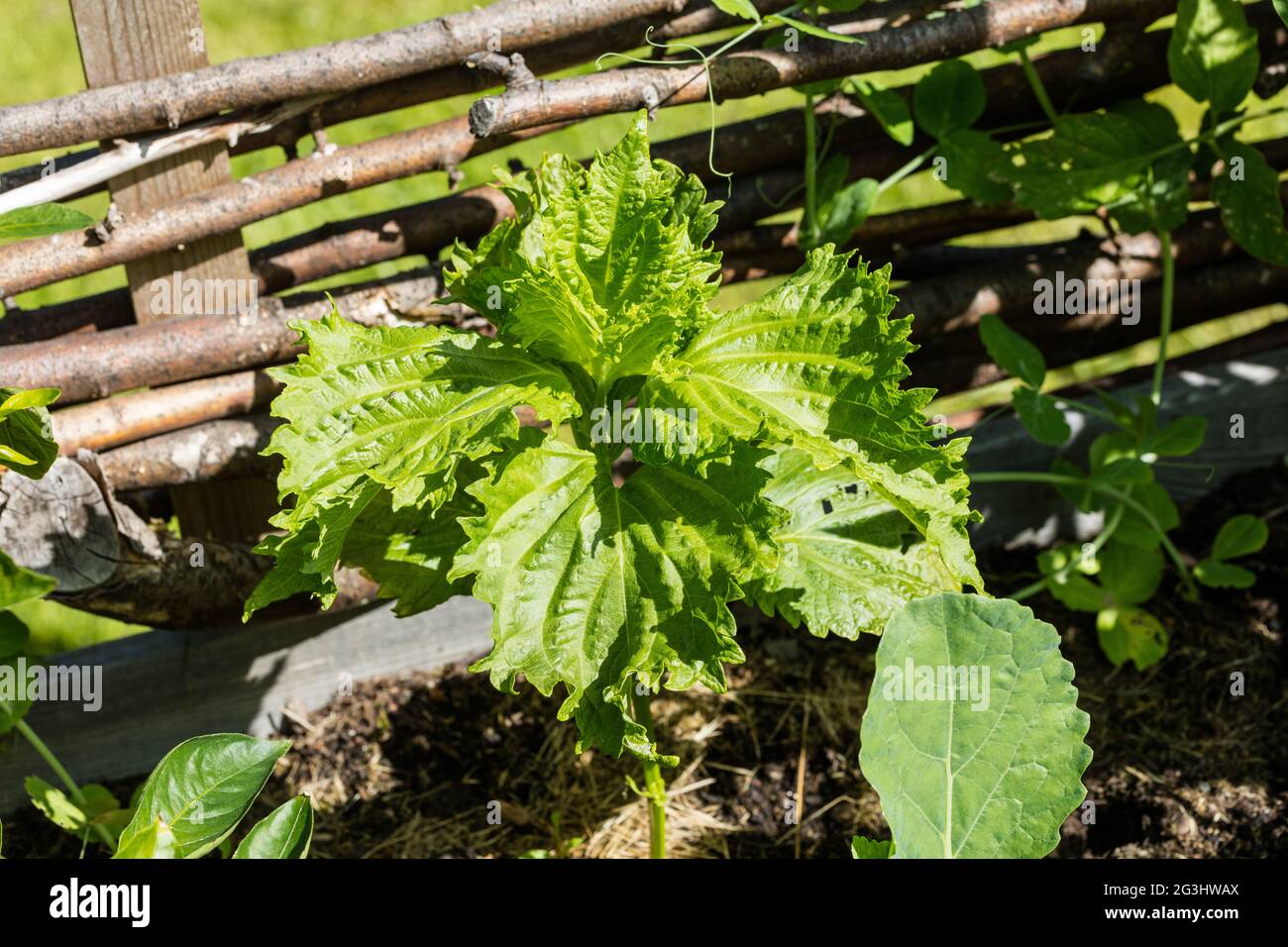 'Green Ruffled, Grön Shiso' Shiso, Bladmynta (Perilla frutescens var. crispa) Stock Photo