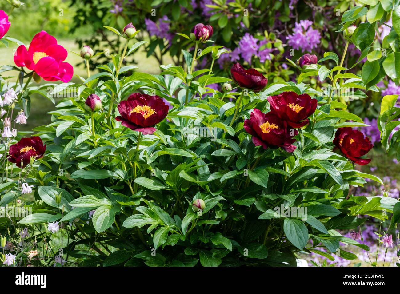 'Chocolate Soldier' Common garden peony, Luktpion (Paeonia lactiflora) Stock Photo