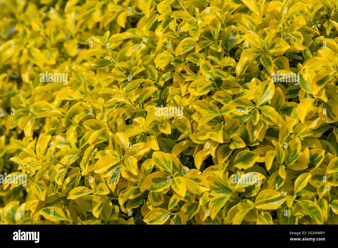 Closeup shot of Euonymus japonicus hedge in a garden Stock Photo