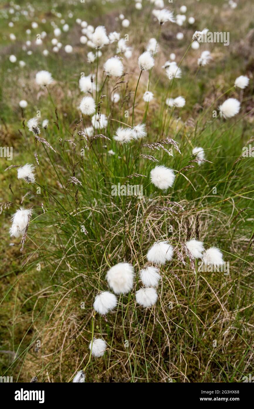 Cotton Grass - Eriophorum polystachion Stock Photo