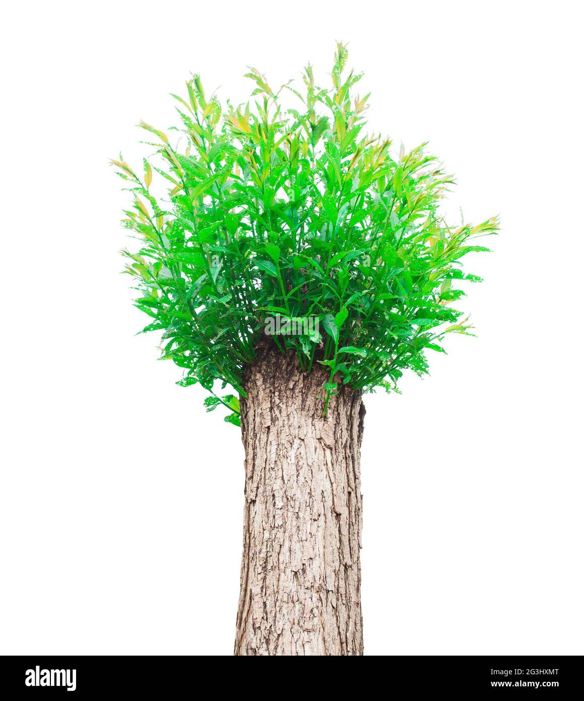Osier Tree With Fresh Green Branches Isolated On White Background osier-tree-with-fresh-green-branches-isolated-on-white-background