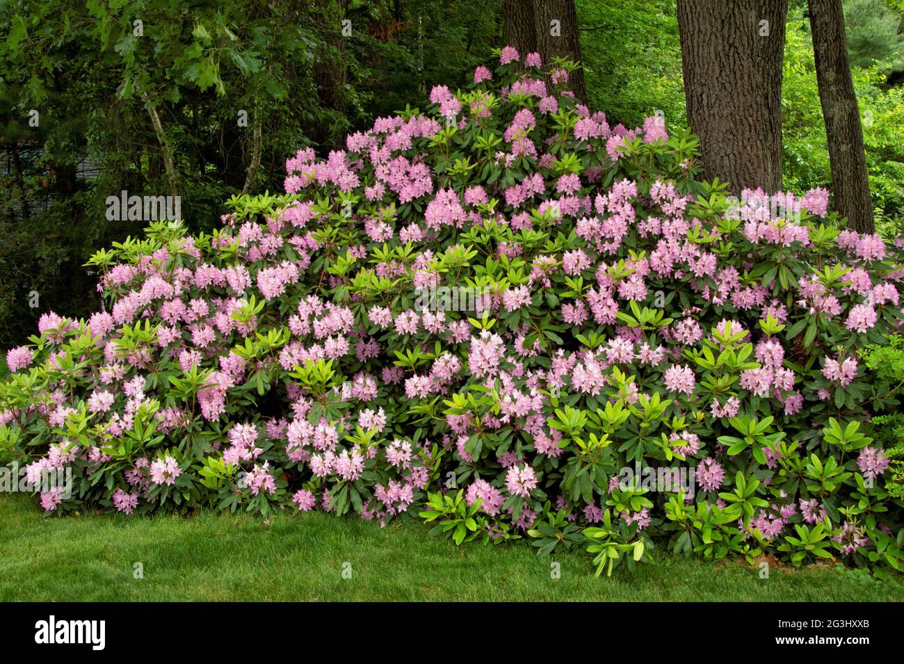 Very large evergreen Rhododendron shrub (Rhododendron maximum) in full summer bloom with numerous clusters of pink blossoms among bright green leaves. Stock Photo