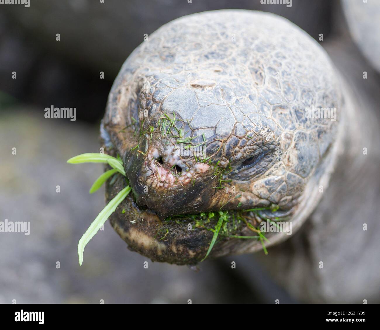 Galapagos Giant Tortoise Eating Stock Photo - Alamy