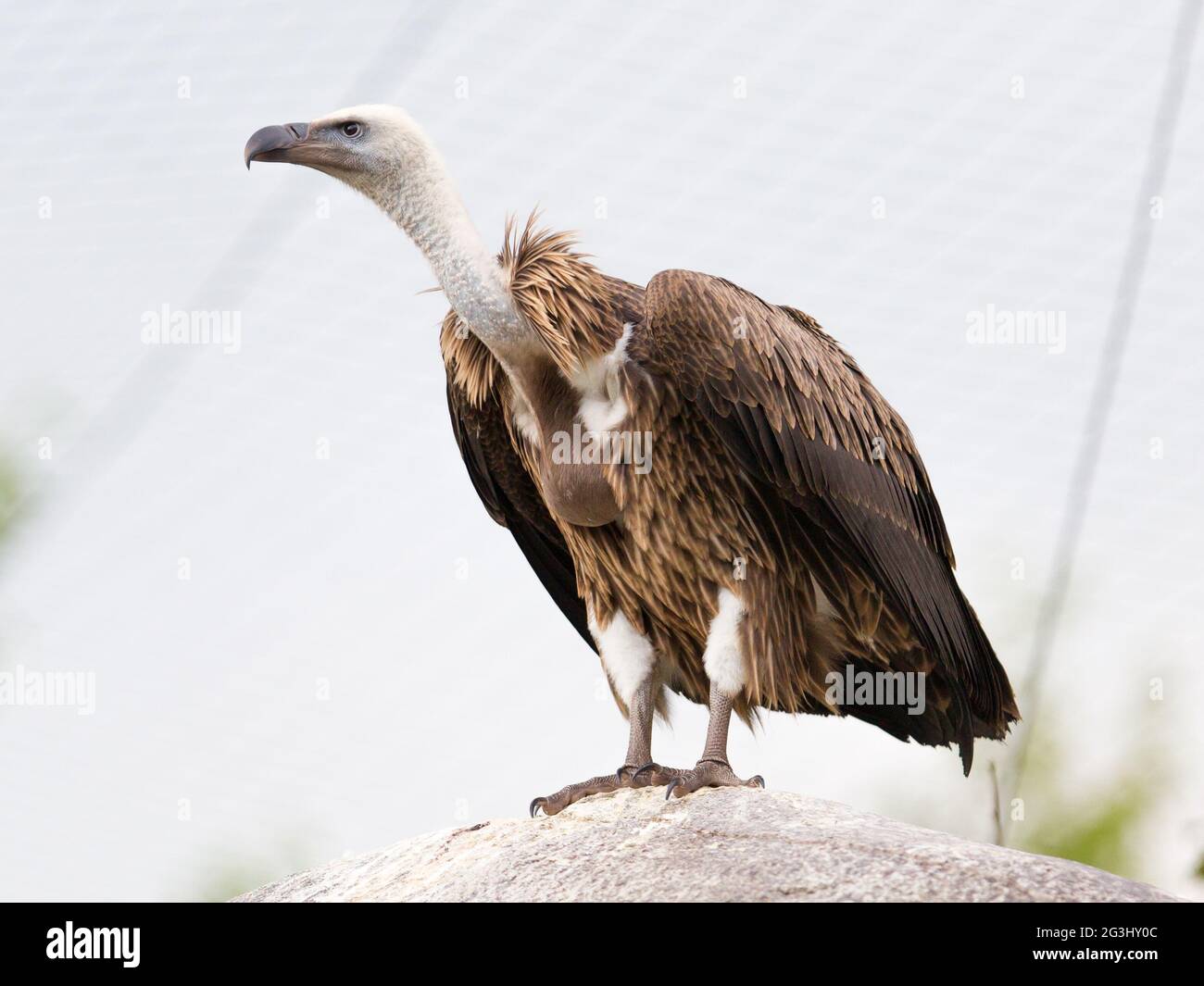 Adult condor Stock Photo