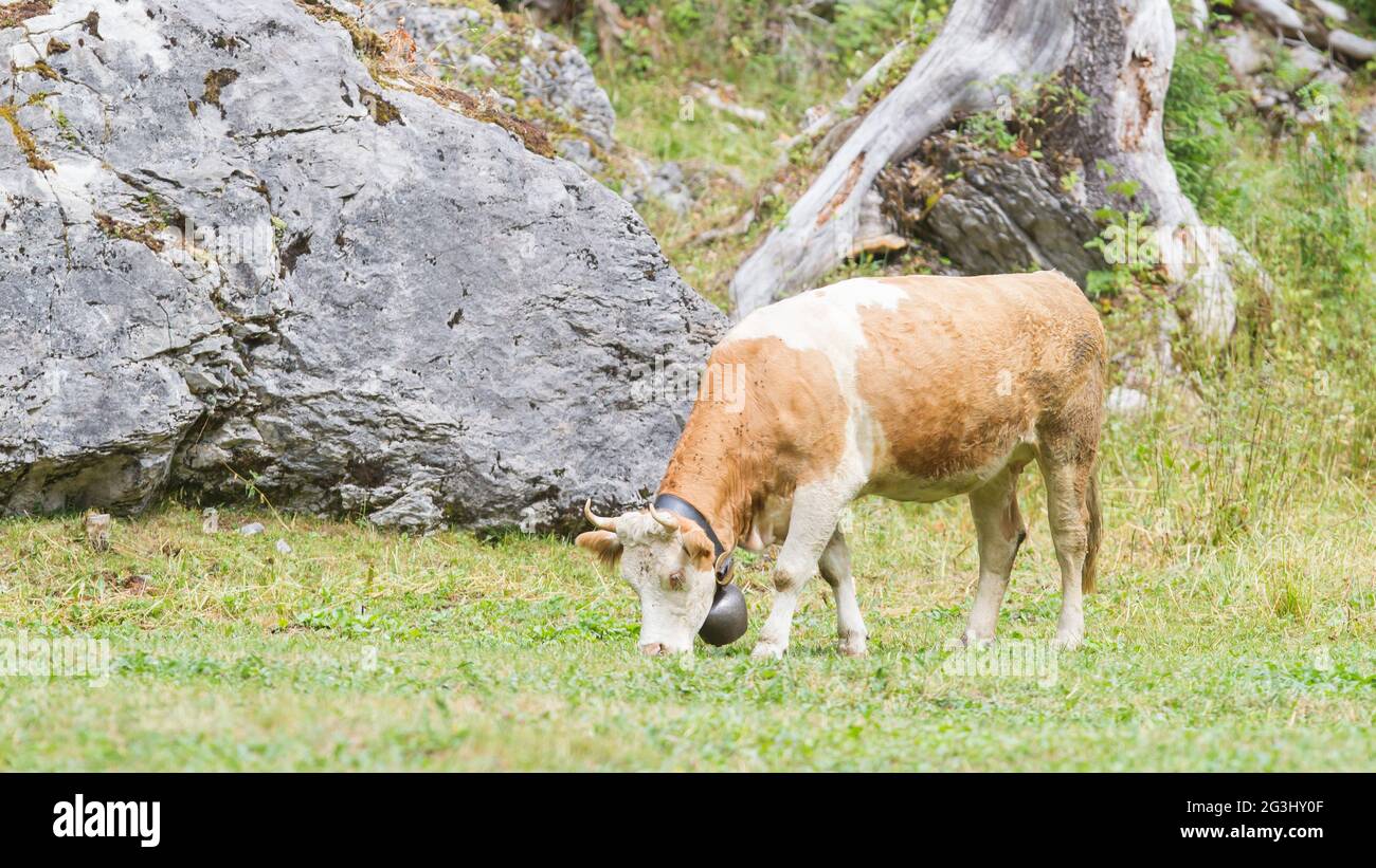 Brown milk cow in a meadow of grass Stock Photo - Alamy