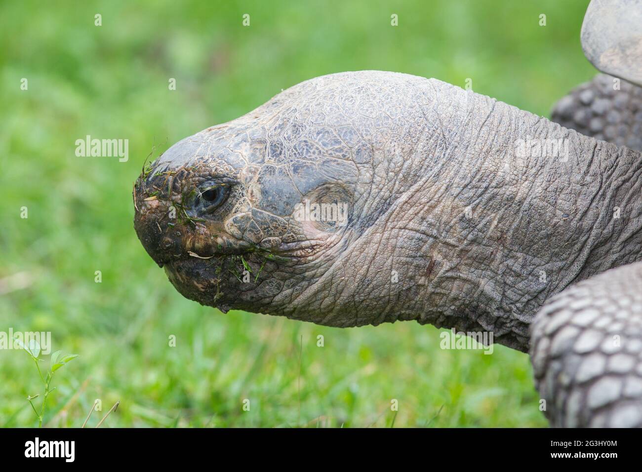 Galapagos giant tortoise eating Stock Photo - Alamy