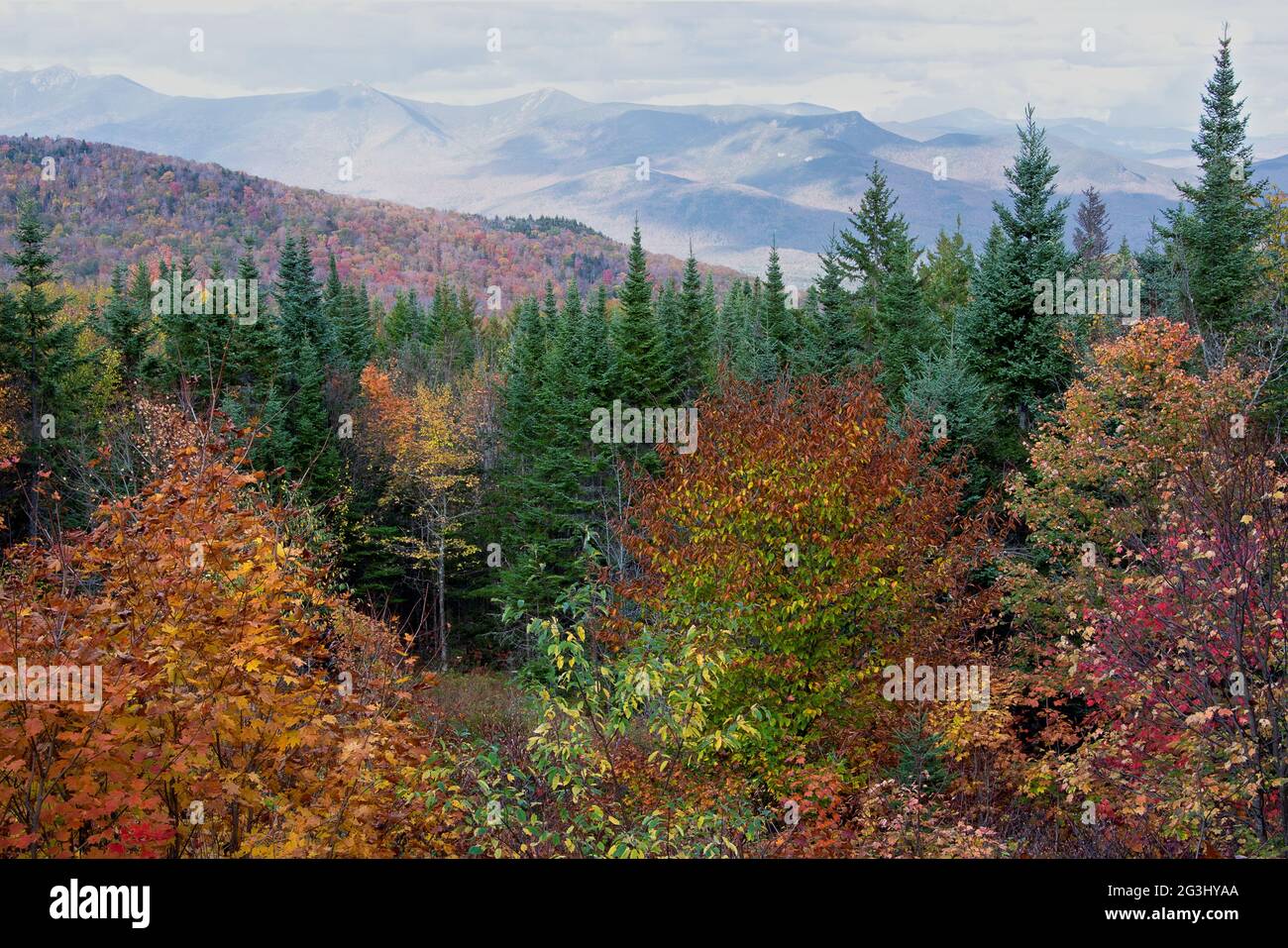 Autumn in White Mountains of New Hampshire. Uplifting scenic view of colorful fall foliage, tall evergreen trees, and distant mountain peaks. Stock Photo