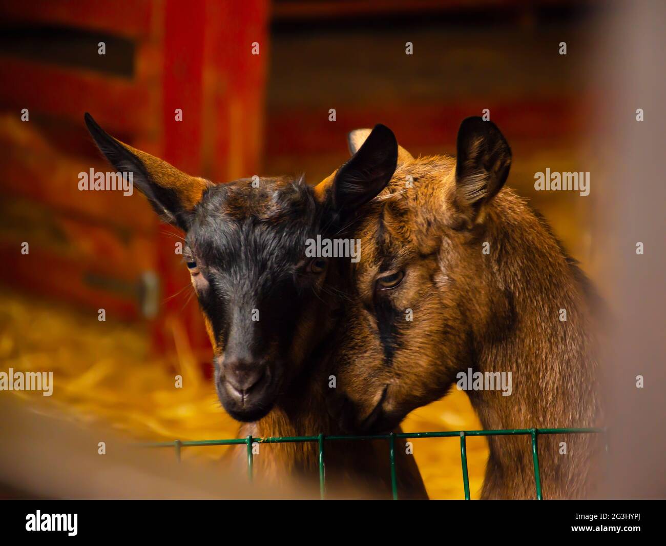 Closeup photos of goats with passion faces at the corral of farm. Lovely couple little black