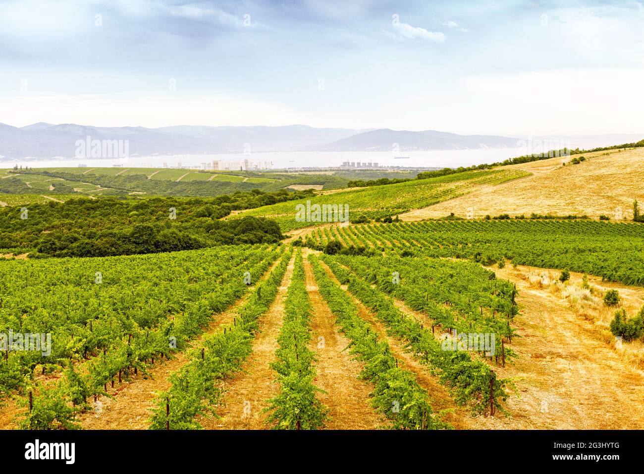 Landscape of grape fields Stock Photo