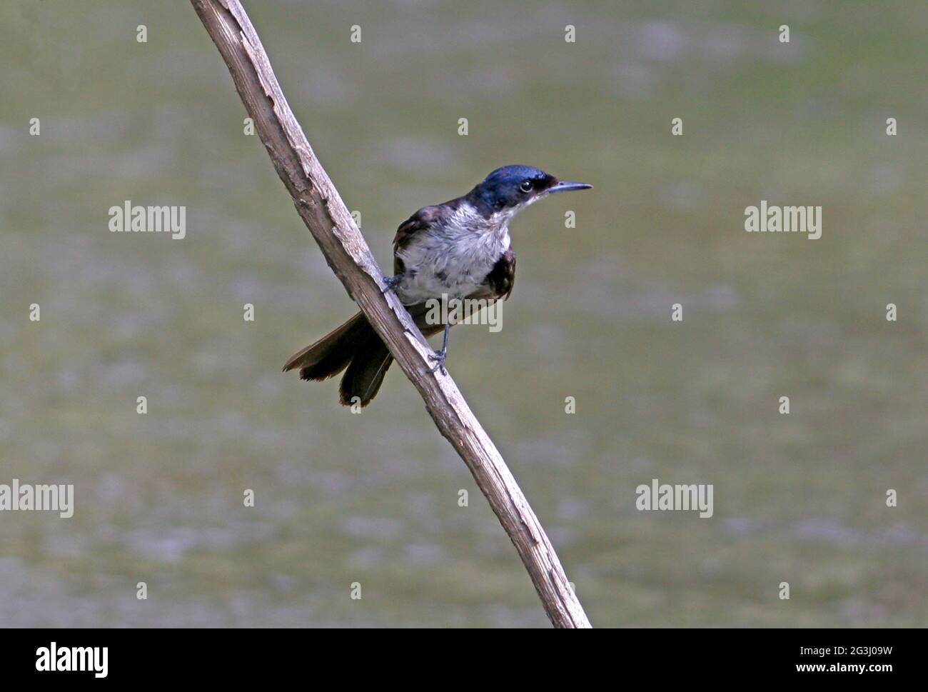 Restless Flycatcher (Myiagra inquita) perched on dead branch over the river south-east Queensland, Australia      January Stock Photo