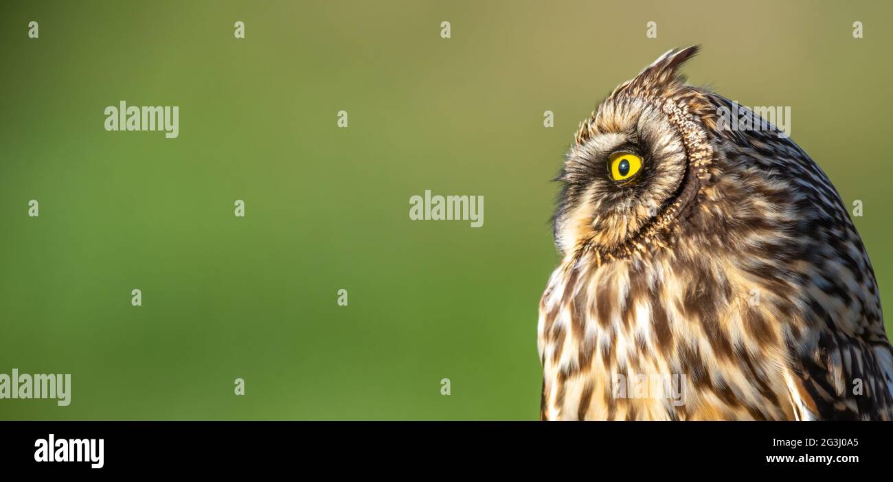 Short-eared Owl (Asio flammeus) head close up Stock Photo