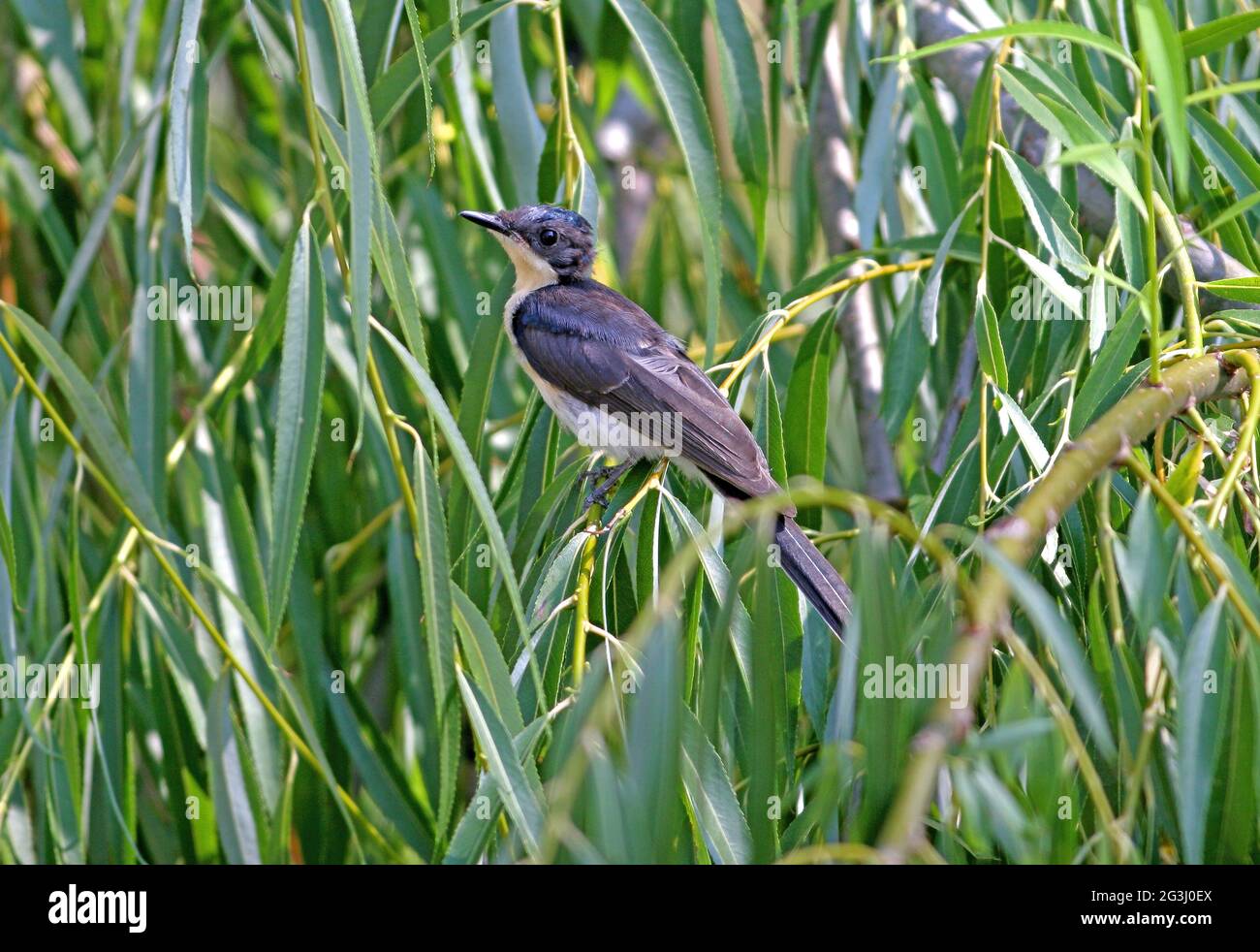 Restless Flycatcher (Myiagra inquita) perched in a riverside willow south-east Queensland, Australia      January Stock Photo