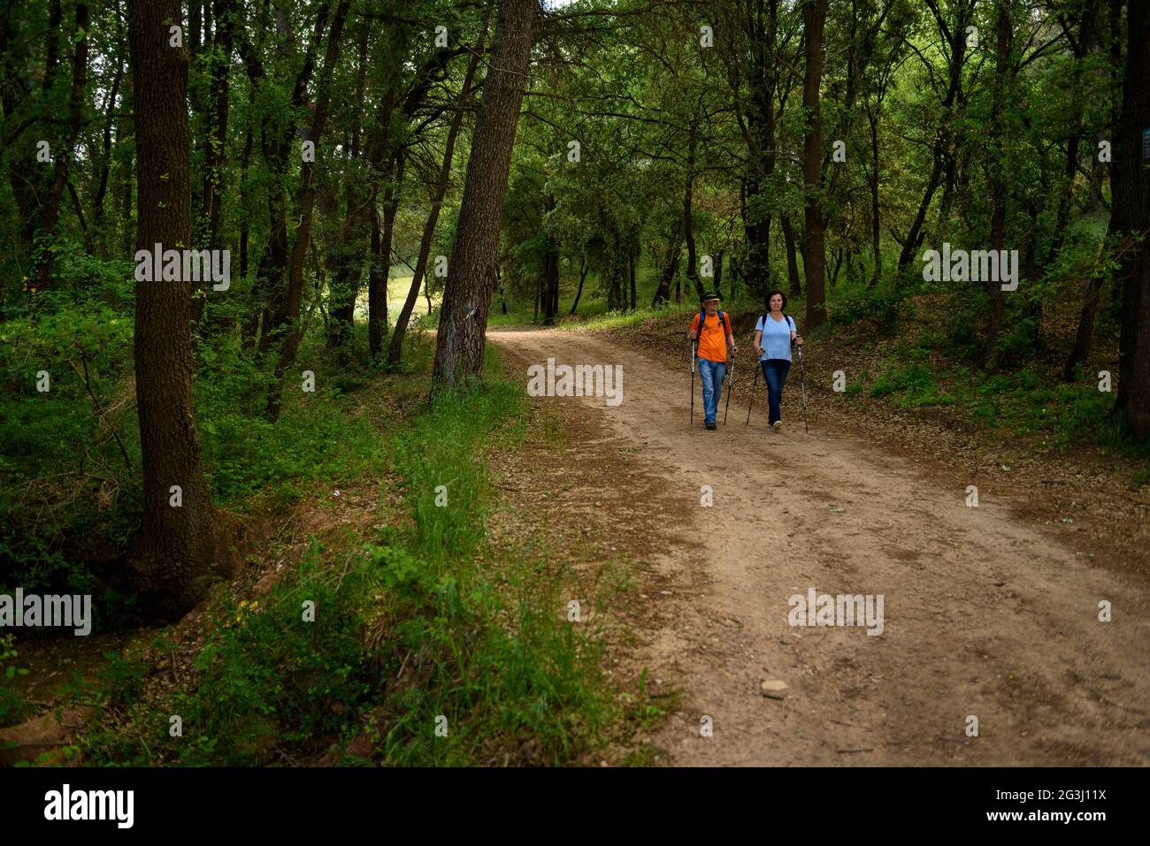 Sendero camino del bosque hi-res stock photography and images - Alamy