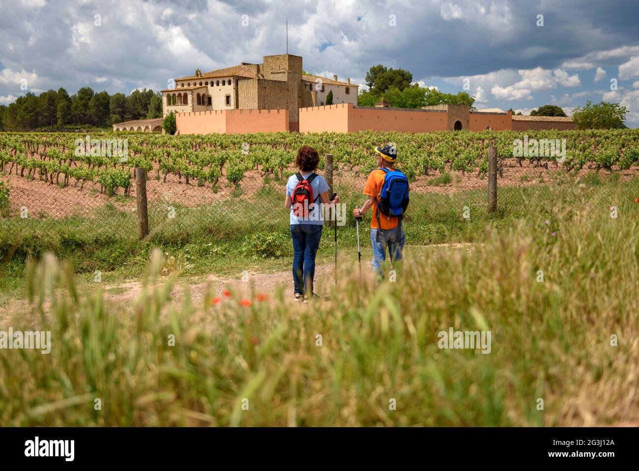 Walking among the vineyards of L'Oller del Mas, in the Pla de Bages Designation of Origin (Barcelona, Catalonia, Spain) Stock Photo
