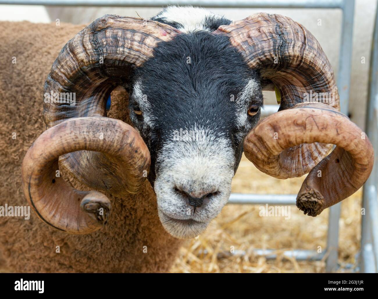 Portrait of a Blackface Ram with horns at the Royal Highland Show 2021, Ingliston, Edinburgh, Scotland. Stock Photo