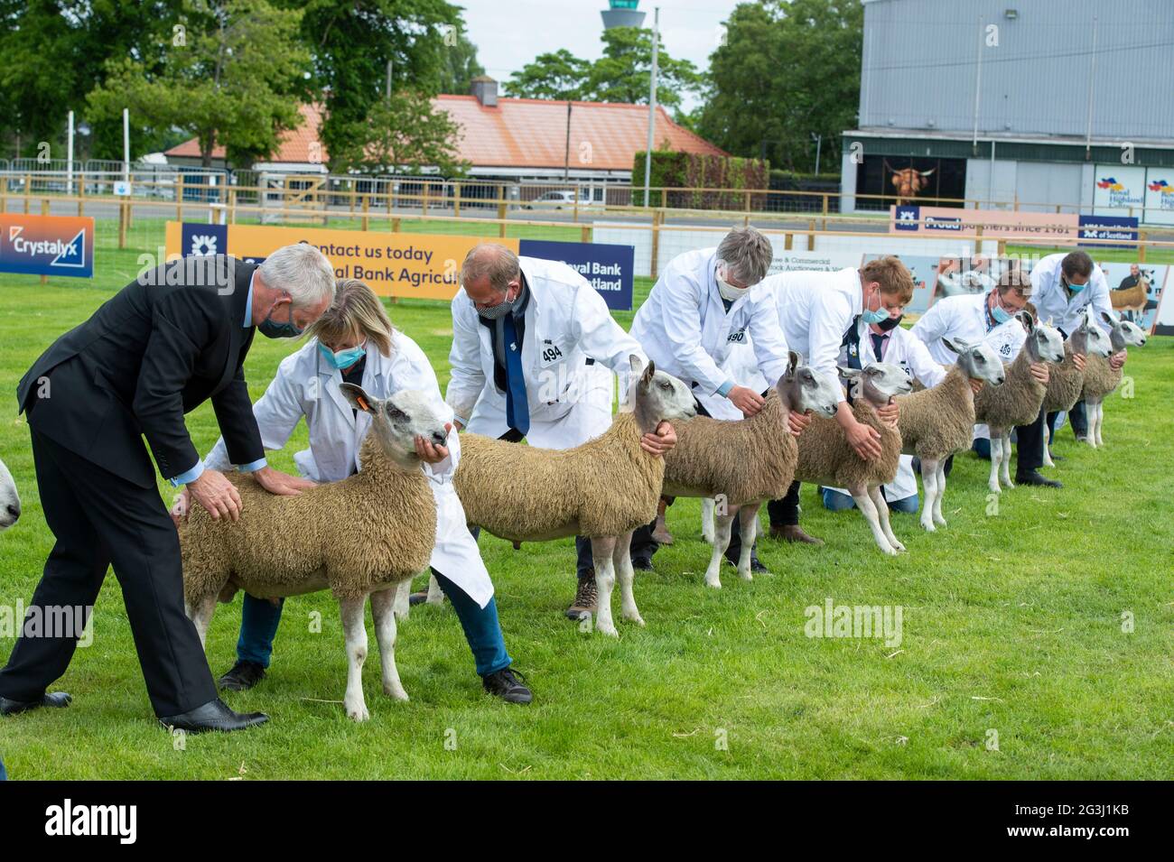 Ingliston, Edinburgh. Sheep judging at the 2021 Royal Highland Showcase agricultural show which was streamed online due to the Coronavirus Pandemic. Stock Photo