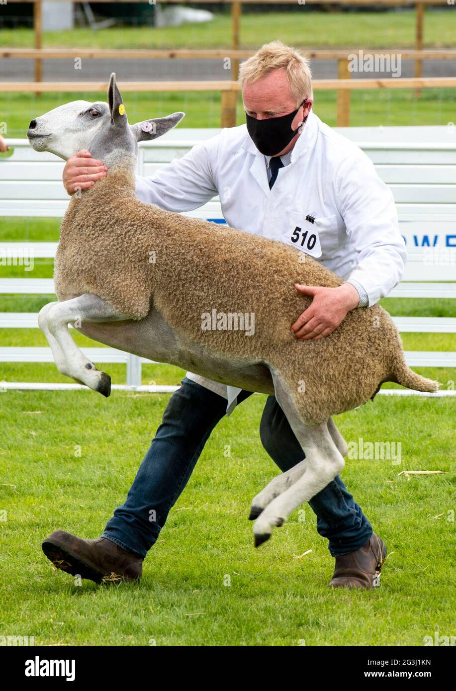 Ingliston, Edinburgh. Sheep judging at the 2021 Royal Highland Showcase agricultural show which was streamed online due to the Coronavirus Pandemic. Stock Photo
