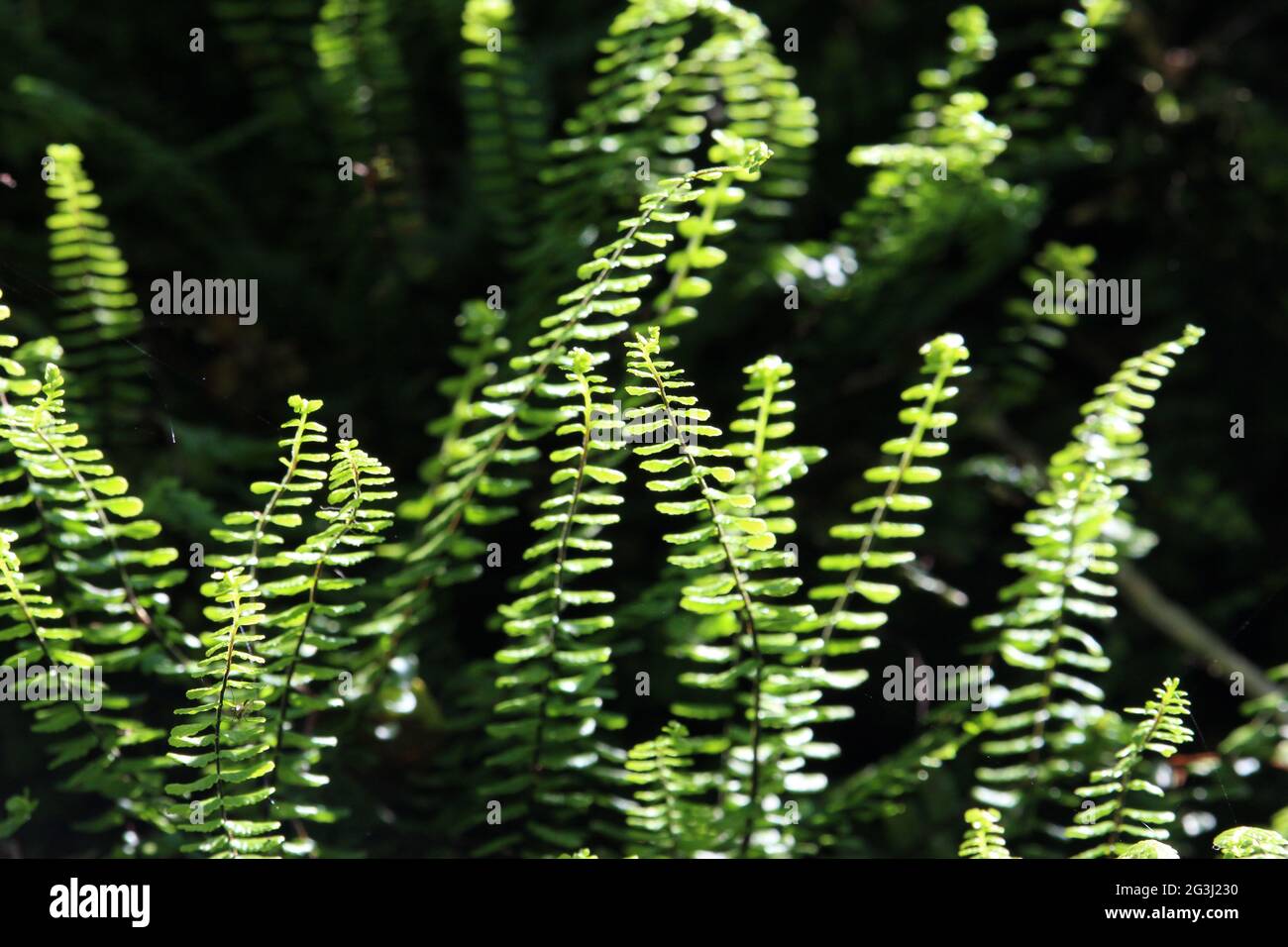 Ferns in sunlight hi-res stock photography and images - Alamy