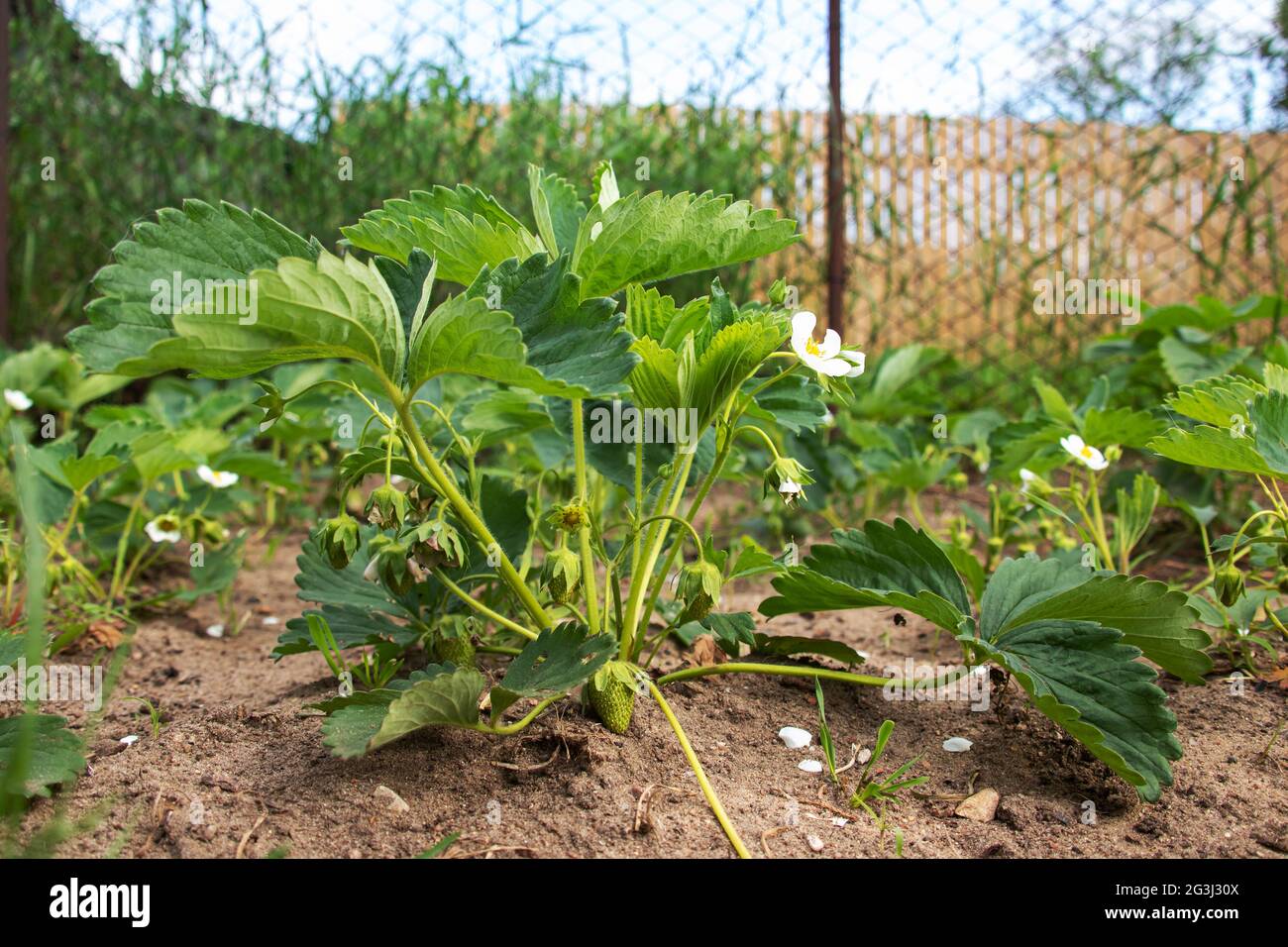 Green strawberry seedlings in the garden close up Stock Photo - Alamy