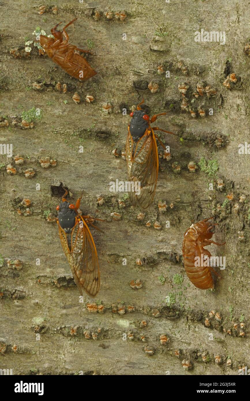 Periodical cicada, Magicicada septendecim, 17-year periodical cicada, recently emerged adults and their exuviae, Maryland, June 2021 Stock Photo