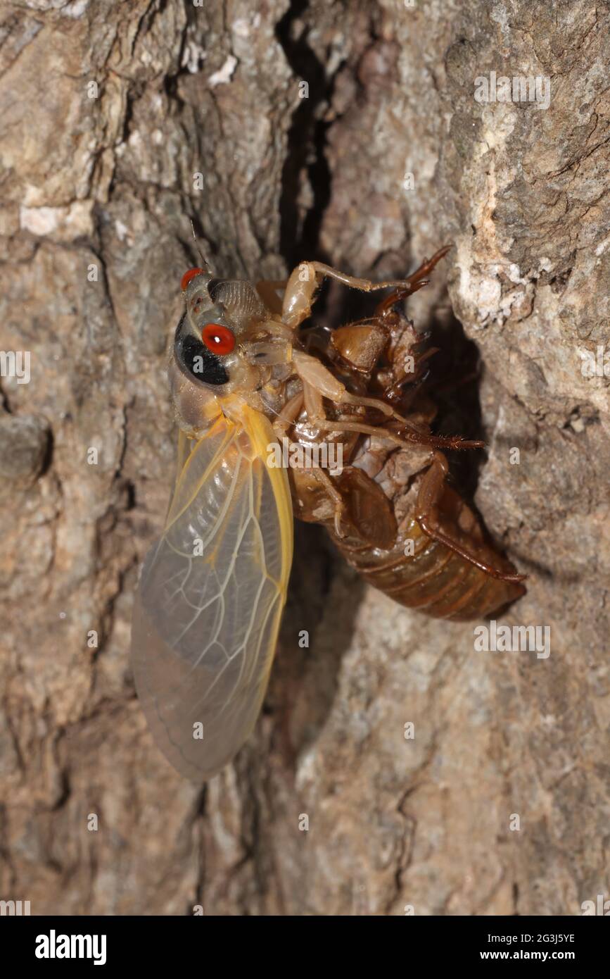Periodical cicada, Magicicada septendecim, 17-year periodical cicada, Larva molting, adult emerging, arrested emergence due to cold weather, adult una Stock Photo