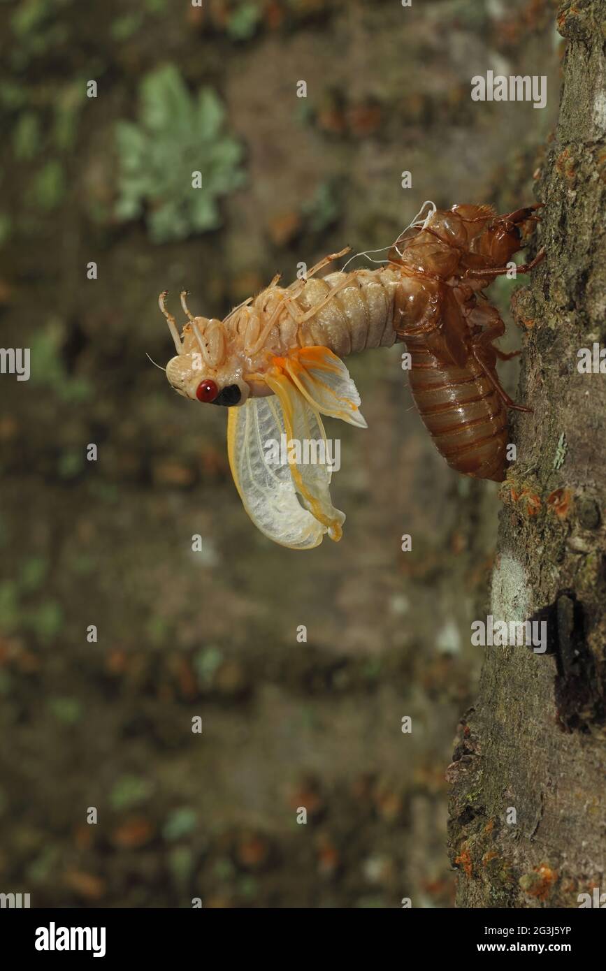 Periodical cicada, Magicicada septendecim, 17-year periodical cicada, Larva molting , teneral adult emerging, Brood X cicada, Maryland, June 2021 Stock Photo