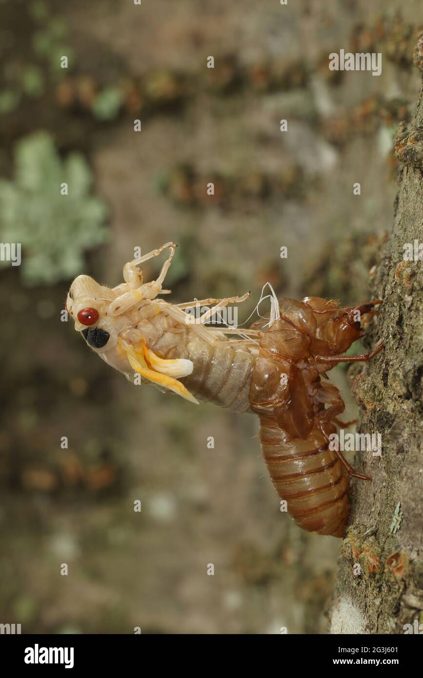 Periodical cicada, Magicicada septendecim, 17-year periodical cicada, Larva molting , teneral adult emerging, Brood X cicada, Maryland, June 2021 Stock Photo