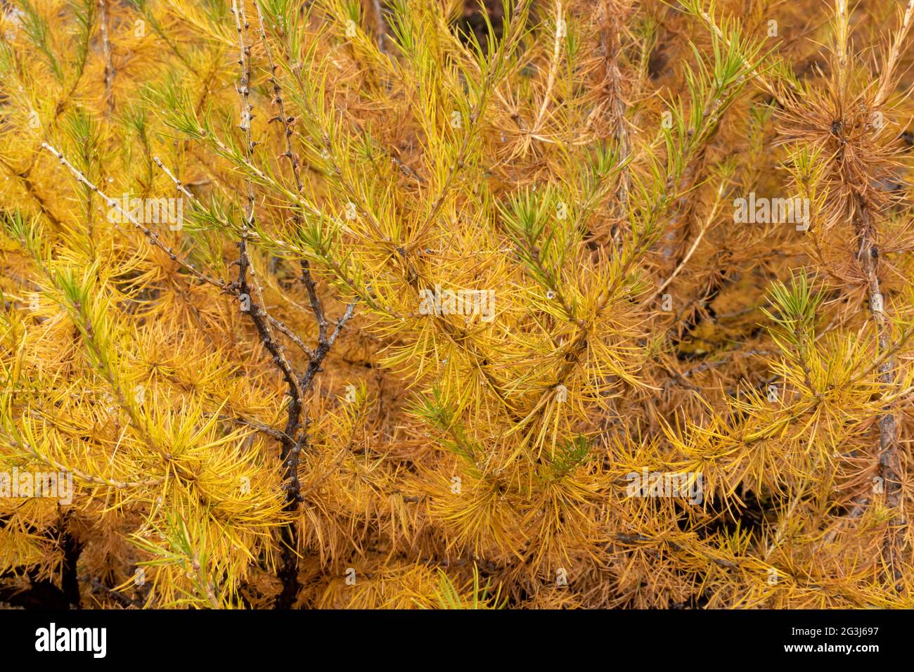 Yellow Orange autumn or fall larch needles close up Stock Photo
