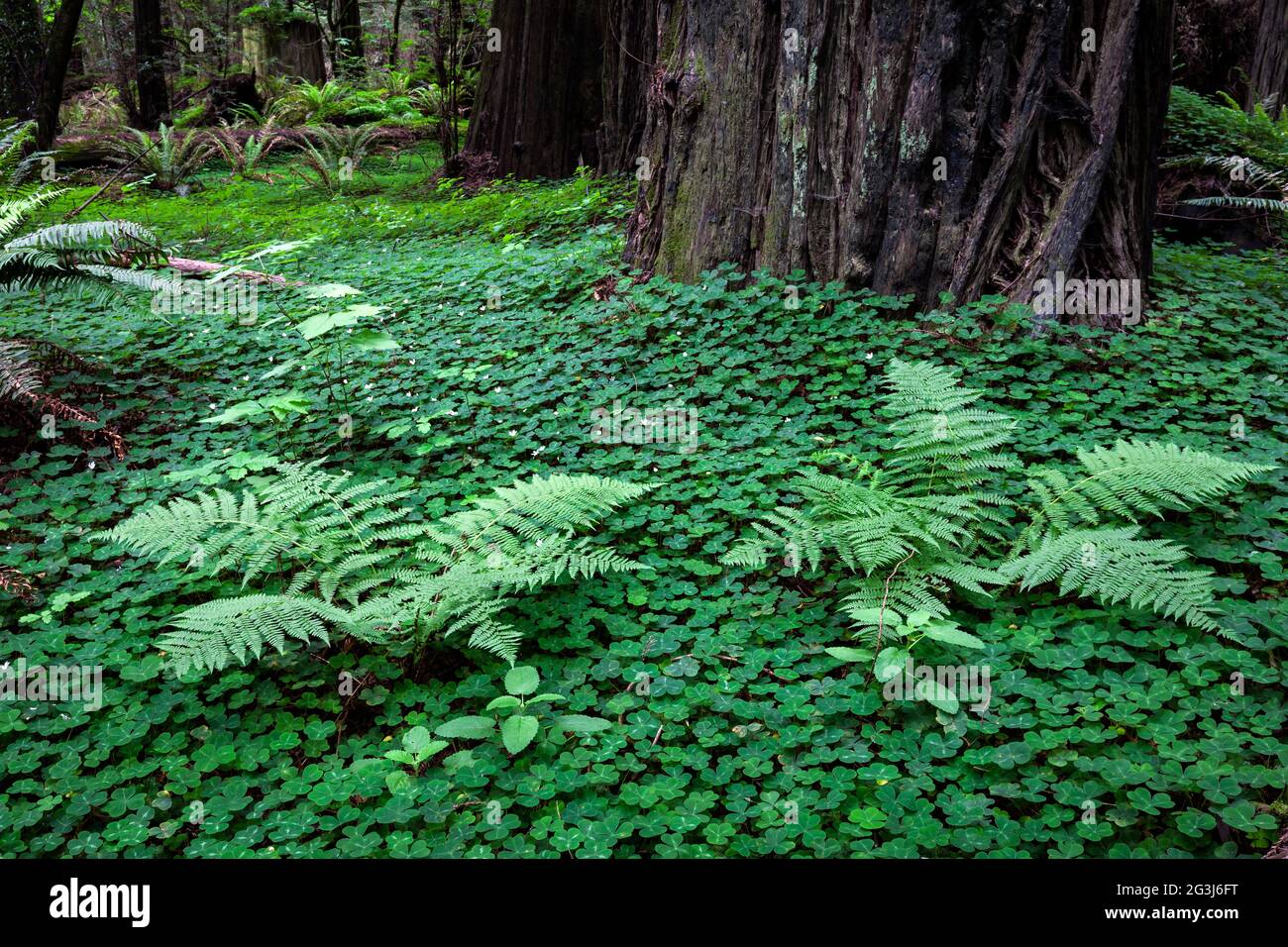 Lady Fern (Athyrium filix-femina) rises above the carpet of redwood-sorrel (Oxalis oregana) that lines the forest floor at Humboldt Redwoods State Par Stock Photo