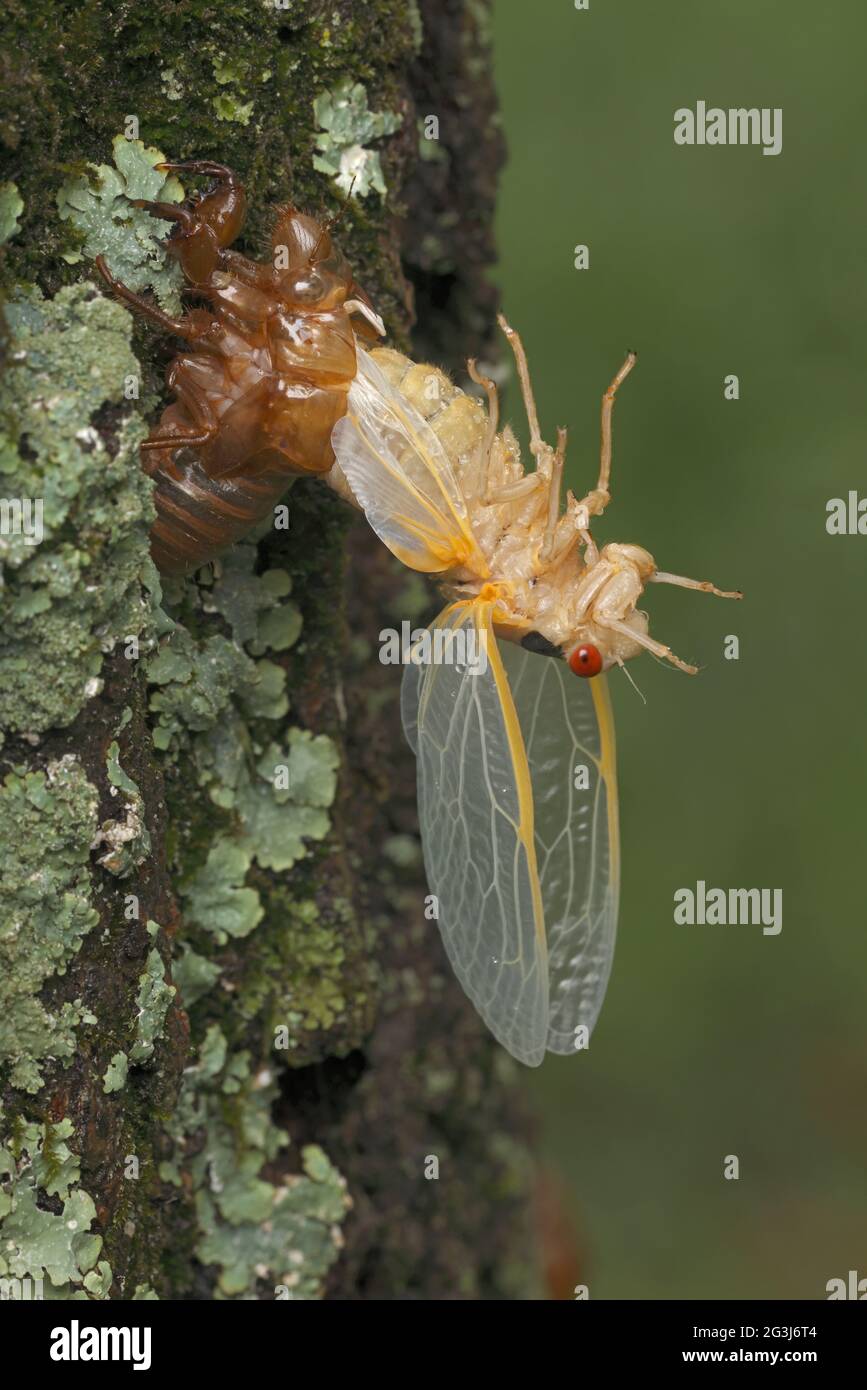 Periodical cicada, Magicicada septendecim, 17-year periodical cicada, Larva molting, teneral adult emerging, arrested emergence due to cold weather, a Stock Photo