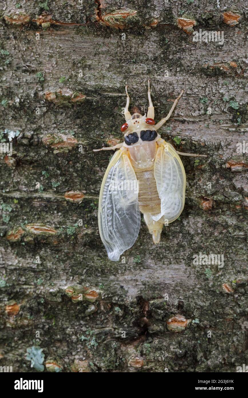 Periodical cicada, Magicicada septendecim, 17-year periodical cicada, teneral adult Brood X cicada, shortly after molting, Maryland, June 2021 Stock Photo