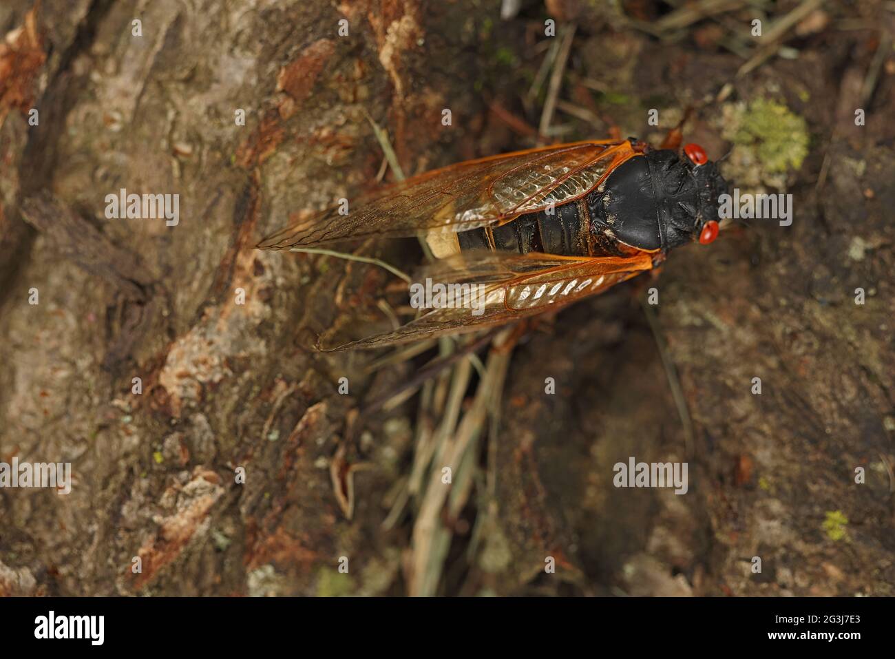 Periodical cicada, Magicicada septendecim, 17-year periodical cicada, adult infected with Massospora fungus which causes them to lose their lower abdo Stock Photo
