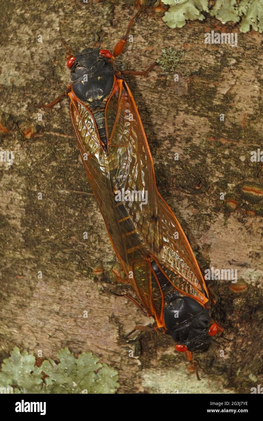 Periodical cicada, Magicicada septendecim, 17-year periodical cicada, adults mating, Maryland, June 2021 Stock Photo