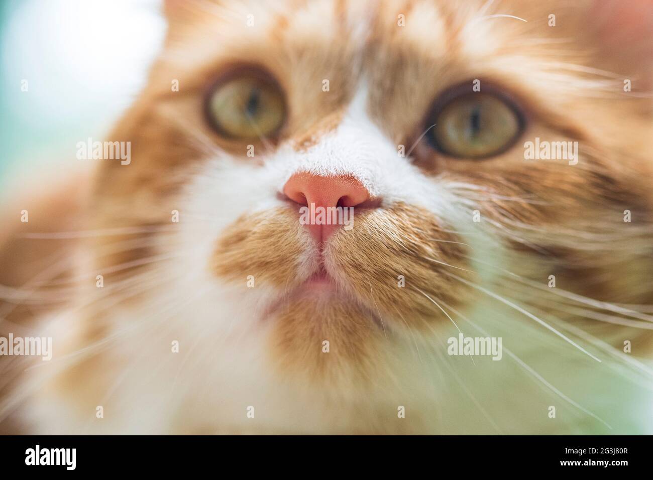 Ginger cat with selective focus on animal pet nose, macro Stock Photo