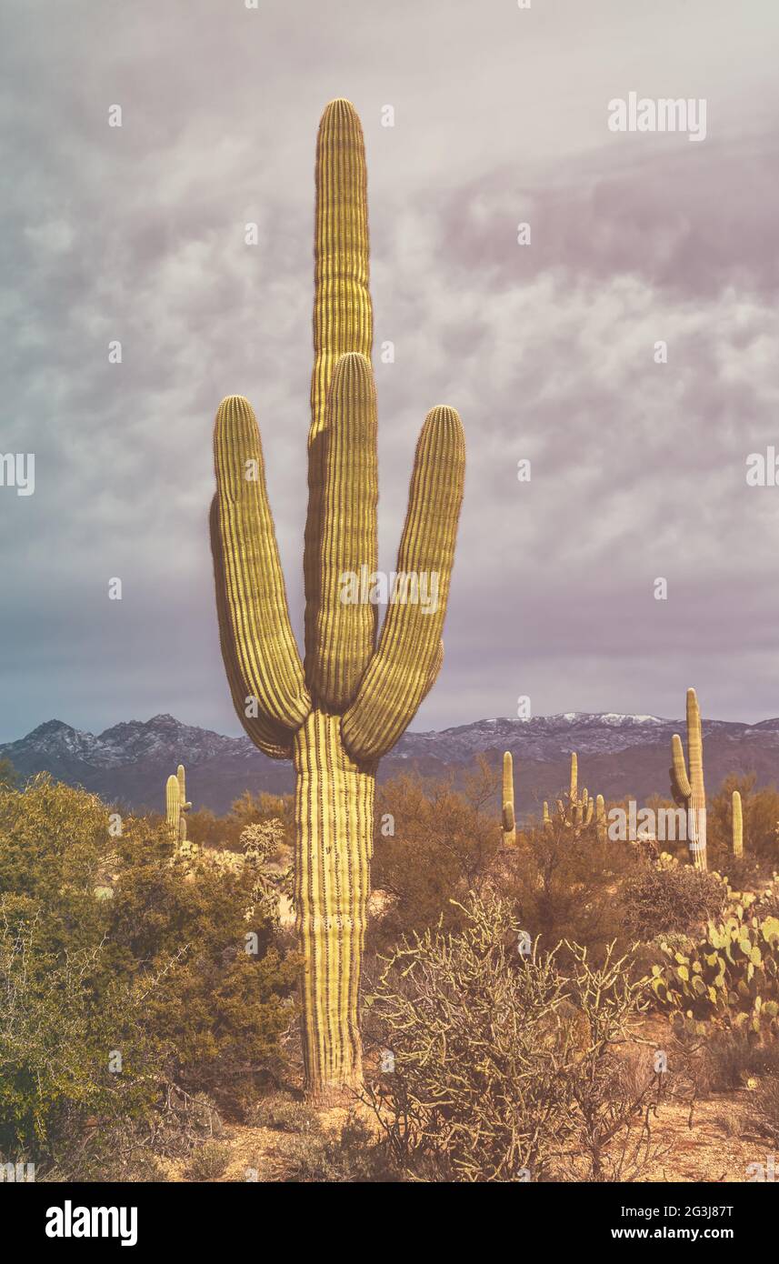 saguaro-cacti-carnegiea-gigantea-and-surrounding-plants-at-saguaro
