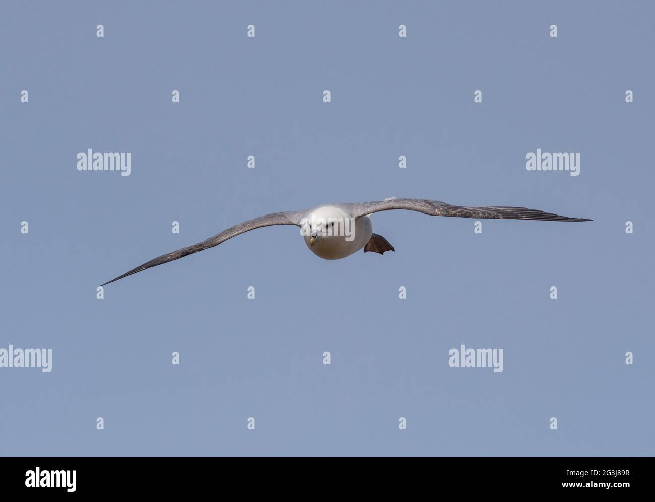 Northern Fulmar (Fulmaris glacialis) in flight with a blue sky Stock Photo