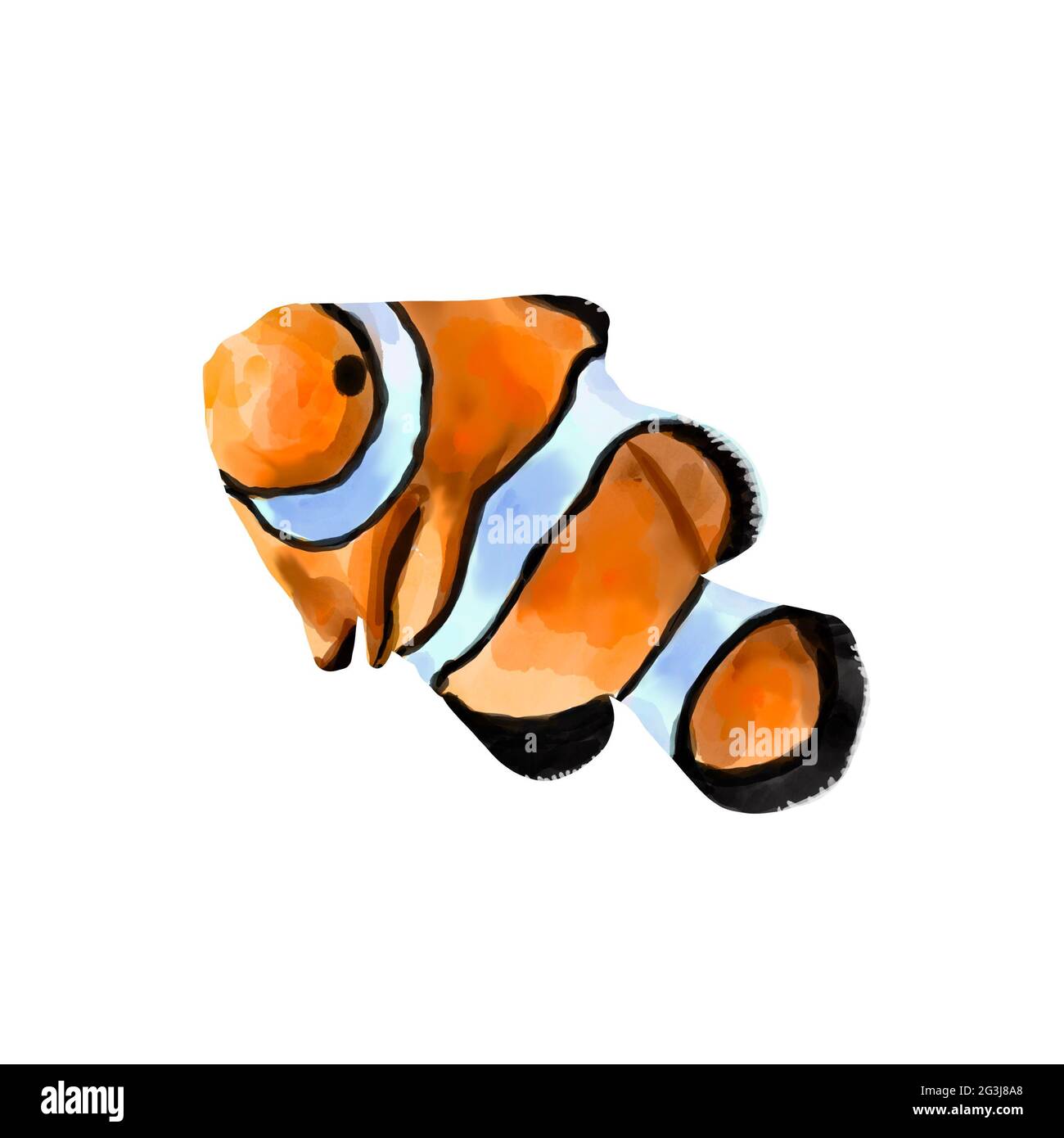Watercolor illustration of an orange clown fish. Salt water exotic amphiprion fish isolated on white background. Stock Photo