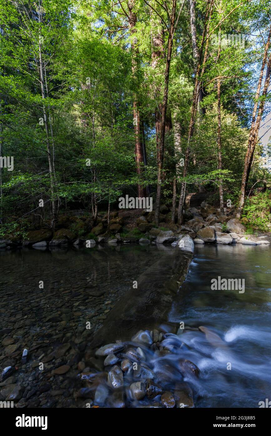 A redwood log forms a natural weir across Bull Creek within Humboldt