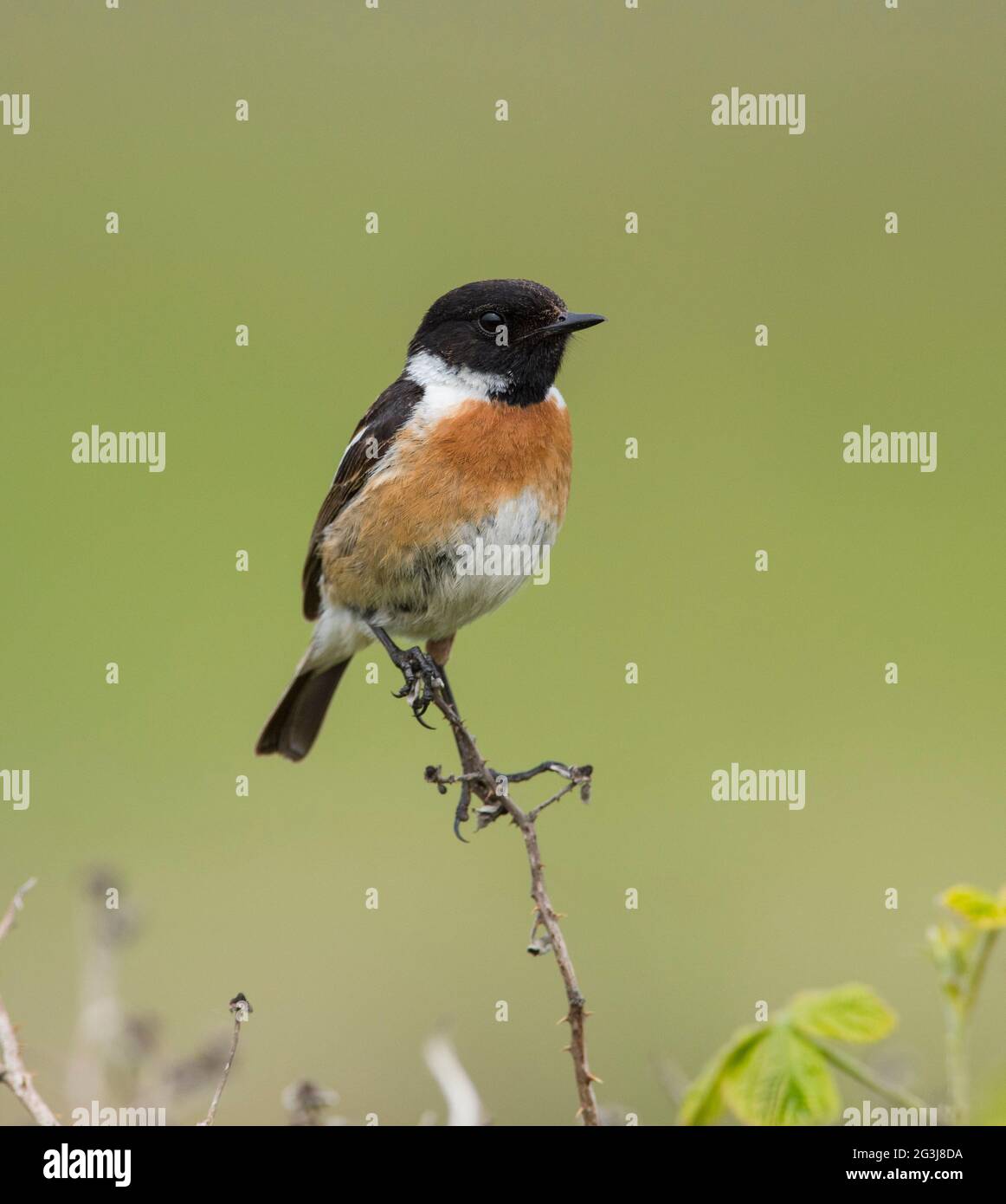 Male Stonechat (Saxicola rubicola) sat on a rock in full sun on the Yorkshire Coast England. Stock Photo