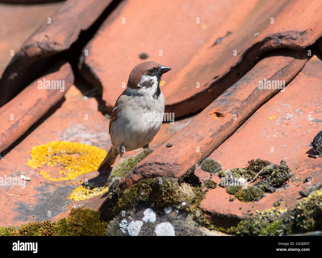 Eurasian Tree Sparrow (Passer montanus) on a orange tiled roof. Stock Photo