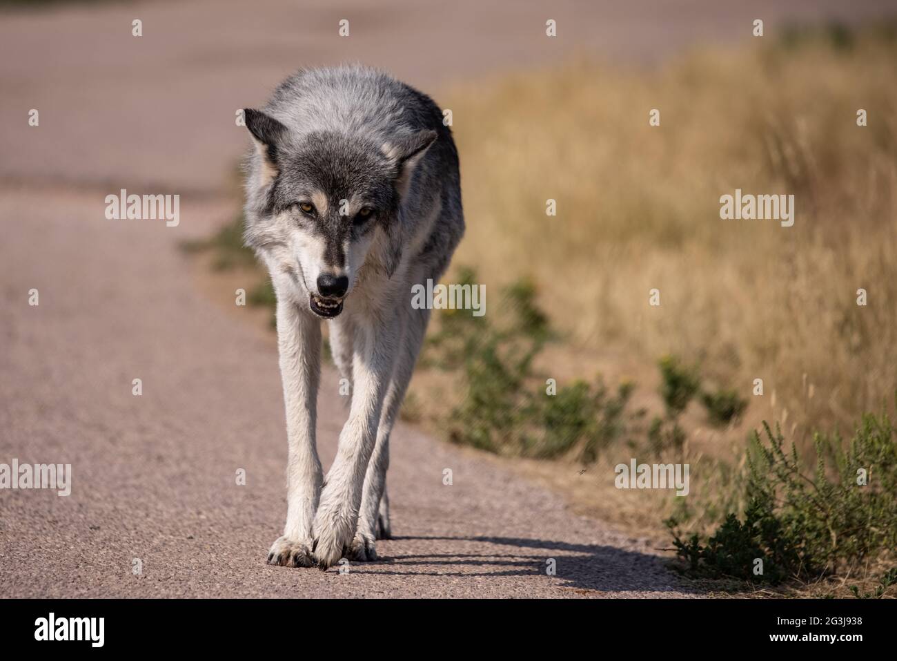 Wolf in South Dakota Stock Photo Alamy