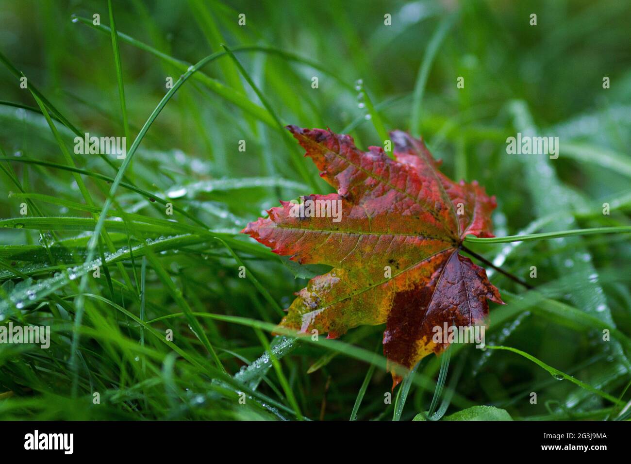 Fall maple leaf fallen on the wet green grass during Autumn Stock Photo ...