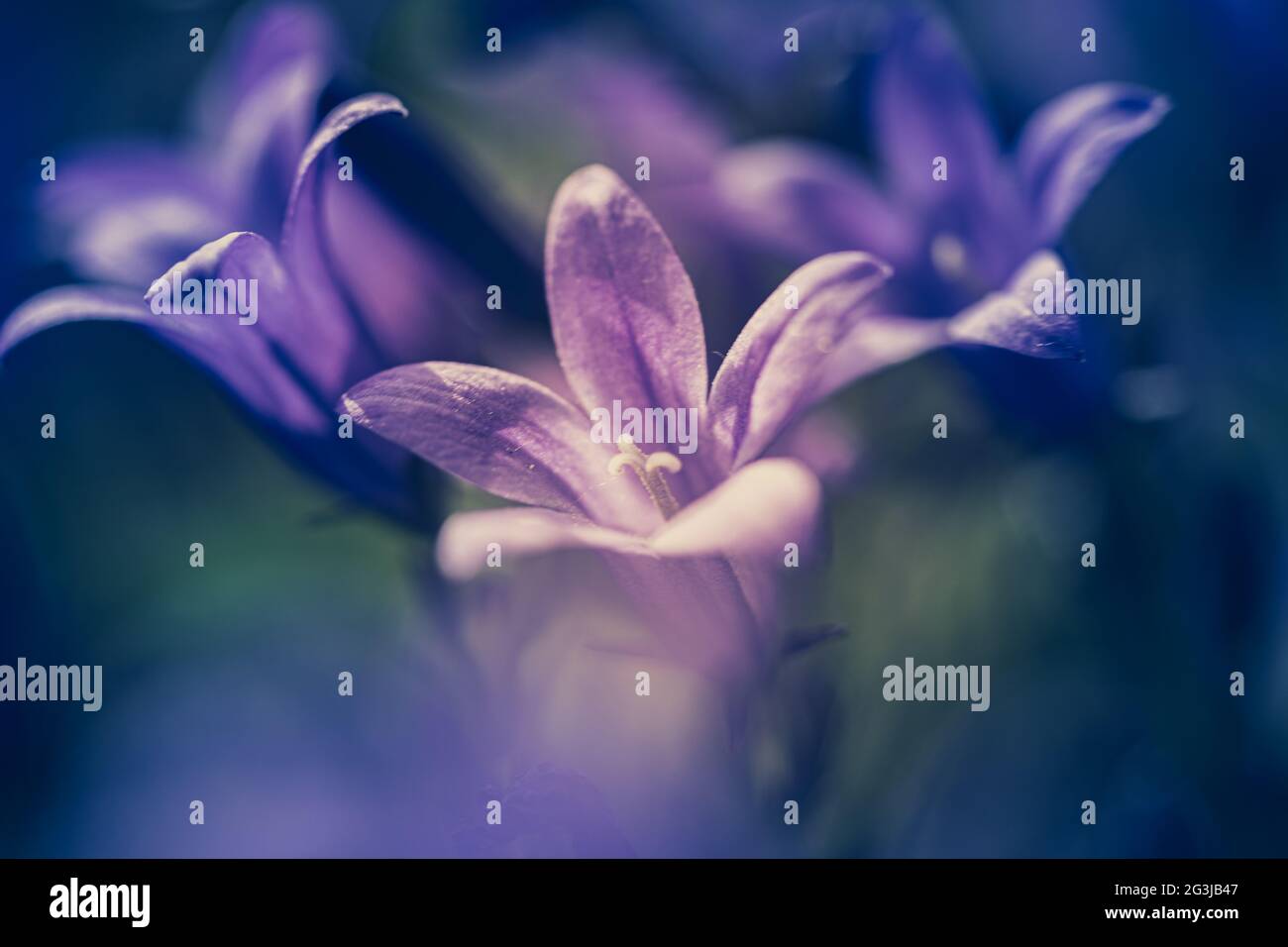 Closeup of Campanula plants purple flowering in the garden Stock Photo