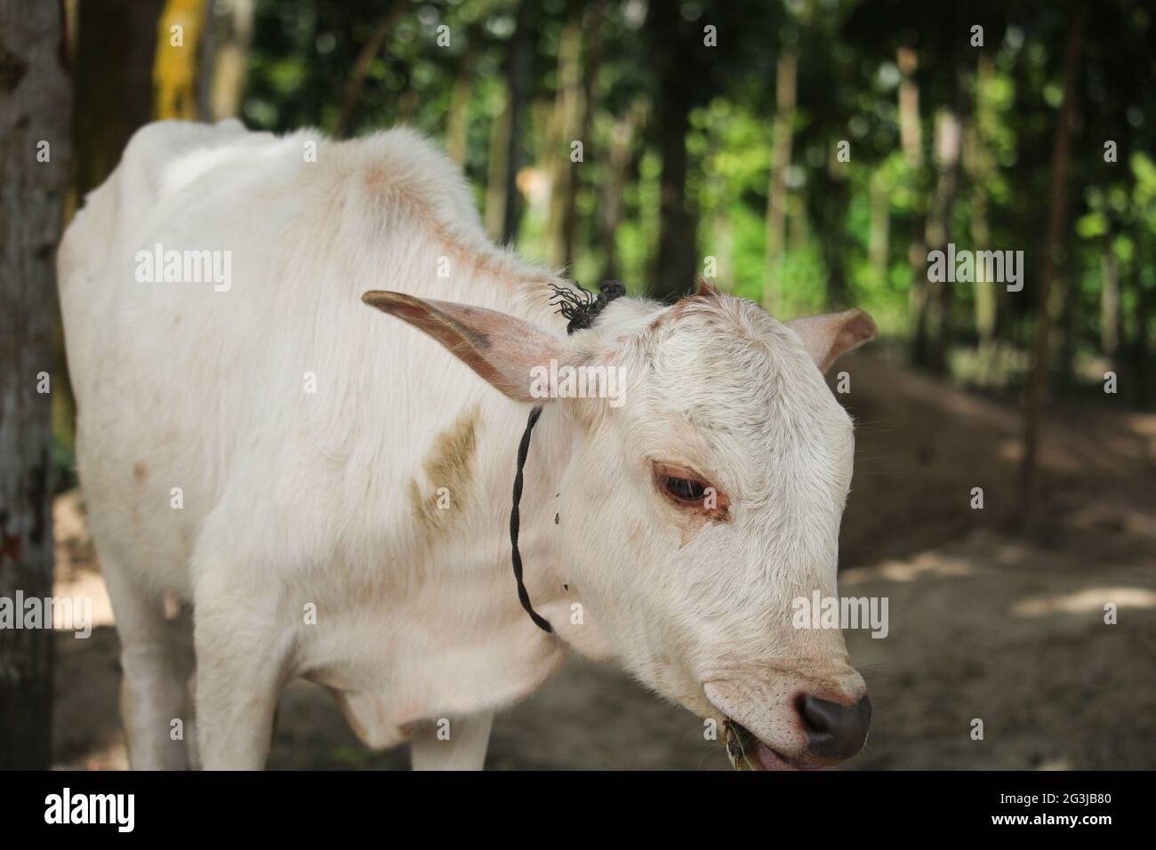 A beautiful white cow Stock Photo