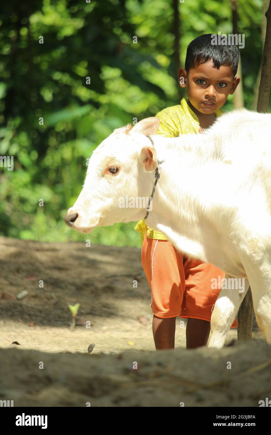 A human calf is standing with a white calf Stock Photo