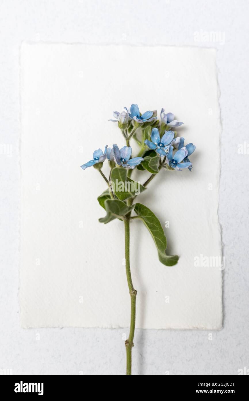 Flower hackelia velutina isolated on white background. Frame. Mock up Stock Photo