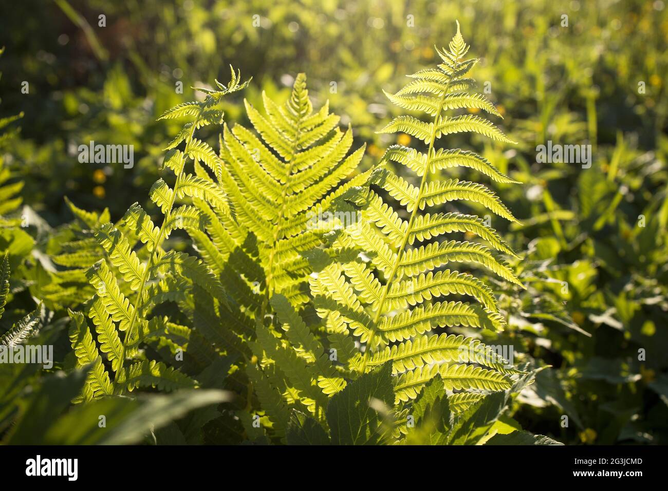 Fern thickets hi-res stock photography and images - Alamy