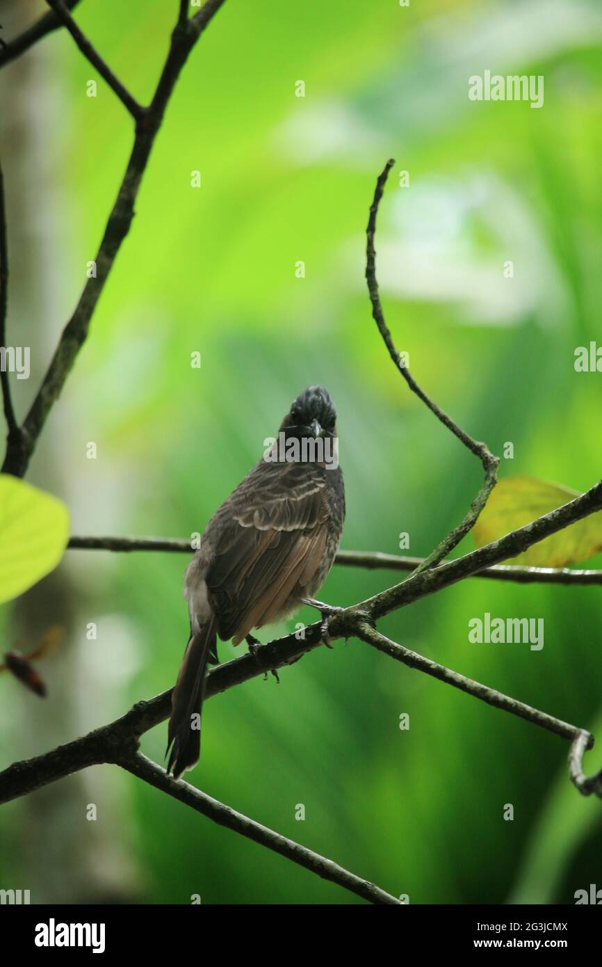 The bulbul is sitting on a branch of a tree and looking at the camera Stock Photo