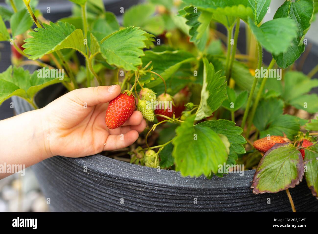 Little girl picking strawberries in a pot Stock Photo - Alamy