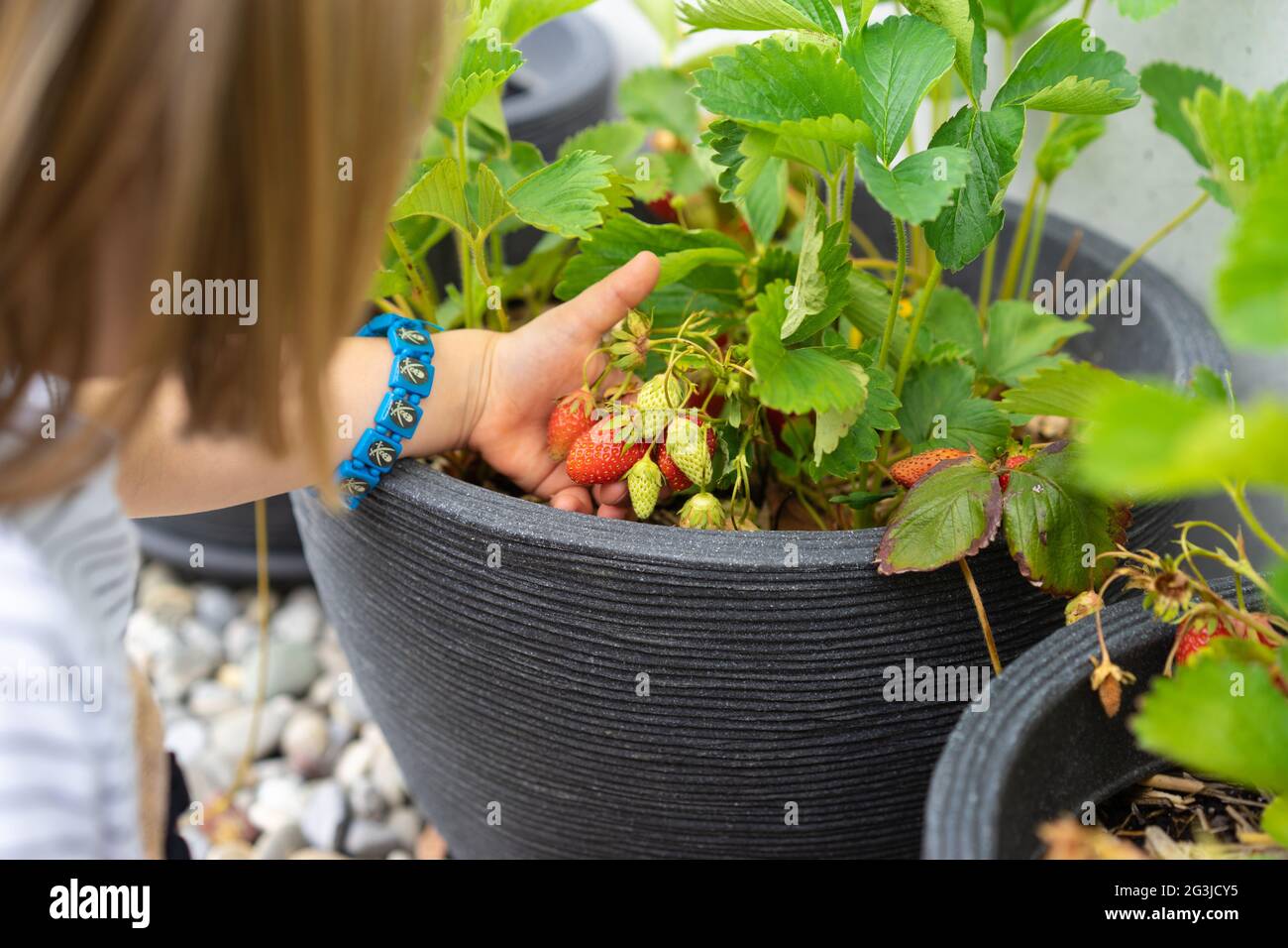 Little girl picking strawberries in a pot Stock Photo - Alamy